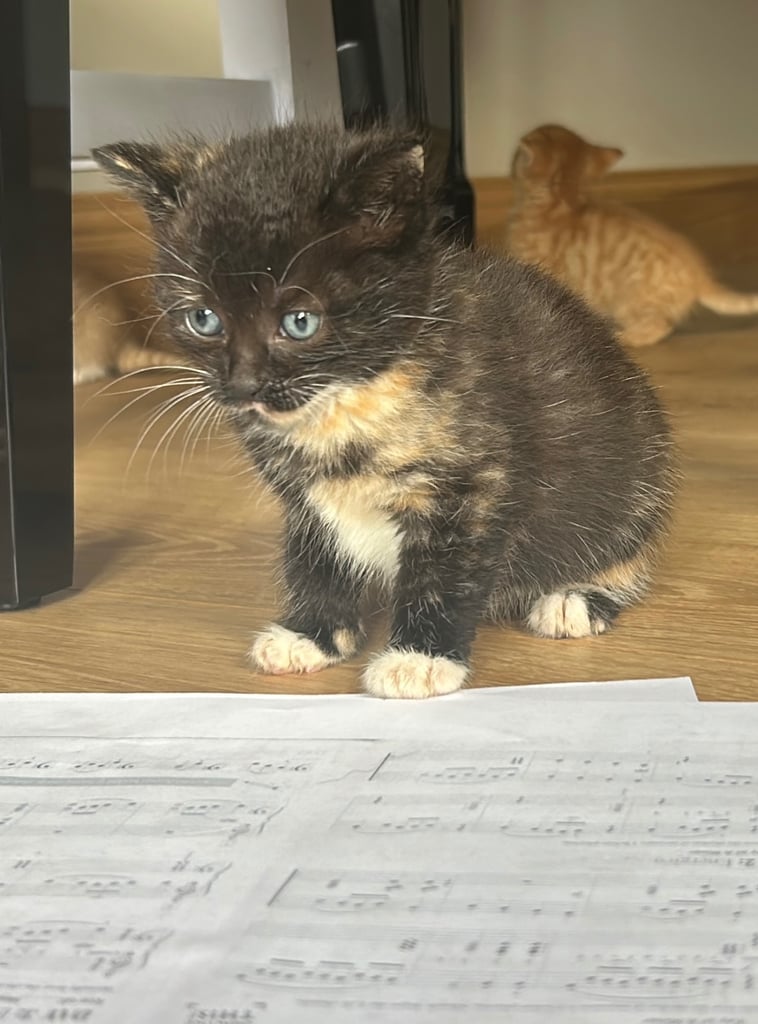 2 kittens 
