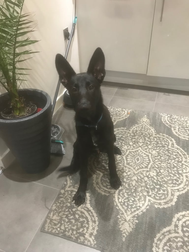 5month old male black mally puppy needs to find a new home no fault of his own 
