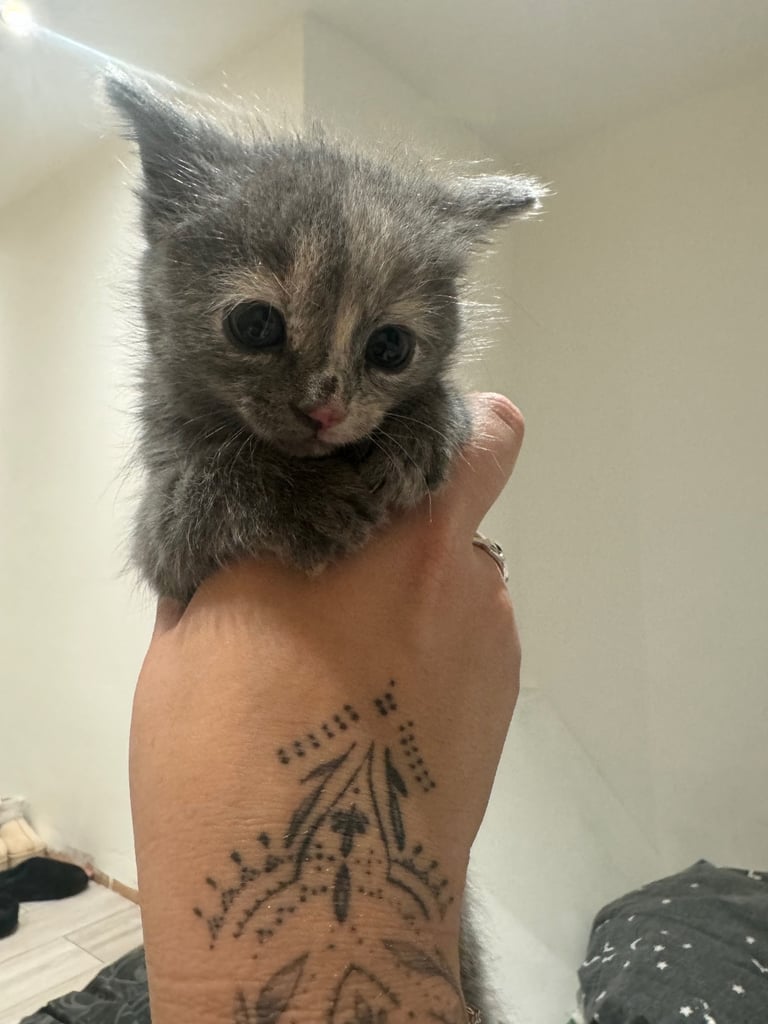 Kittens half Maine coon