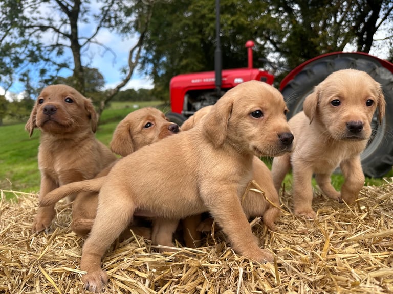 Labrador Retriever Puppies
