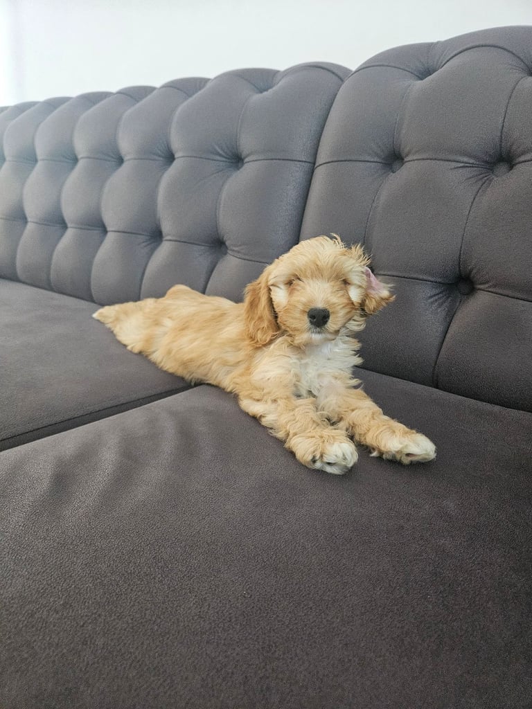 Beautiful 10-Week-Old Mini Cockapoo Puppy – “Daisy”