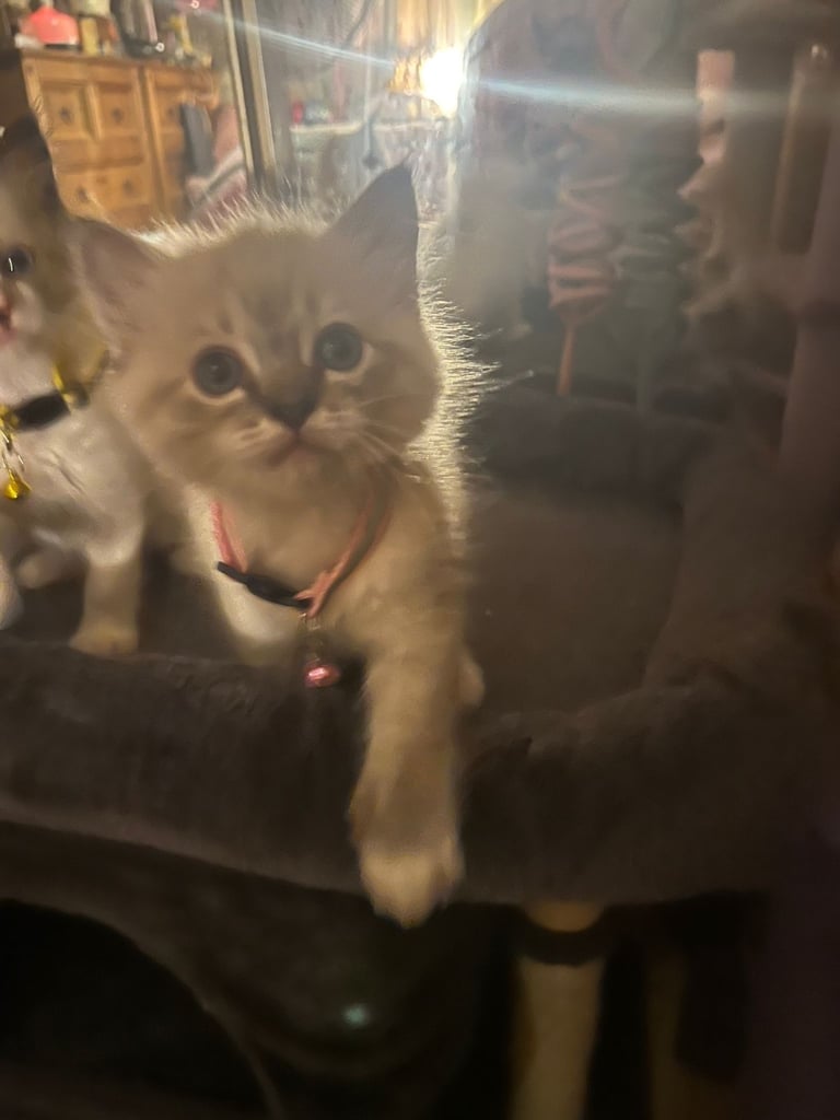 image for Full ragdoll kittens 