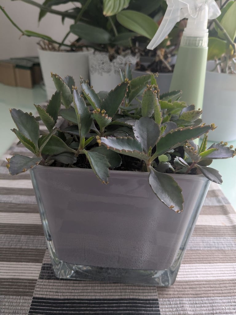 image for Live baby alligator plants with pot