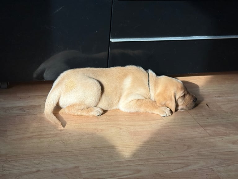 Labrador Pups - 3 black girls 