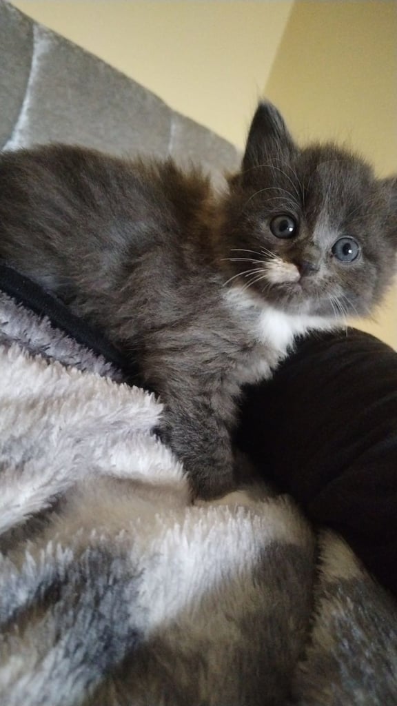 Kittens for sale 
