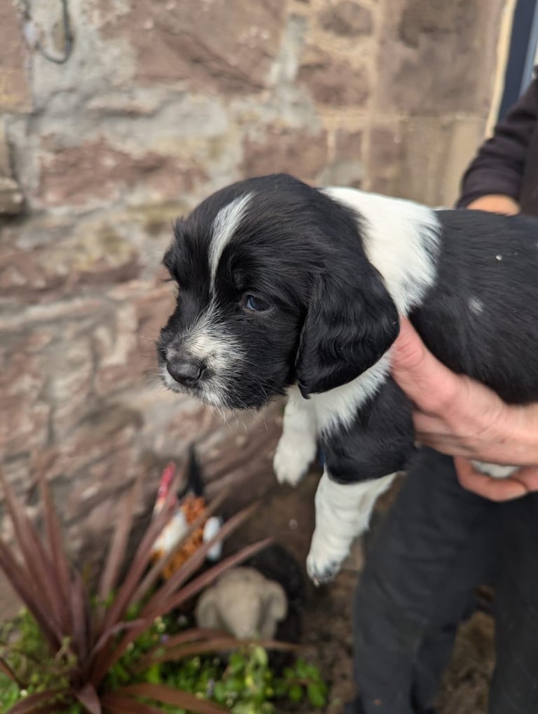 English Springer Spaniel Puppies 