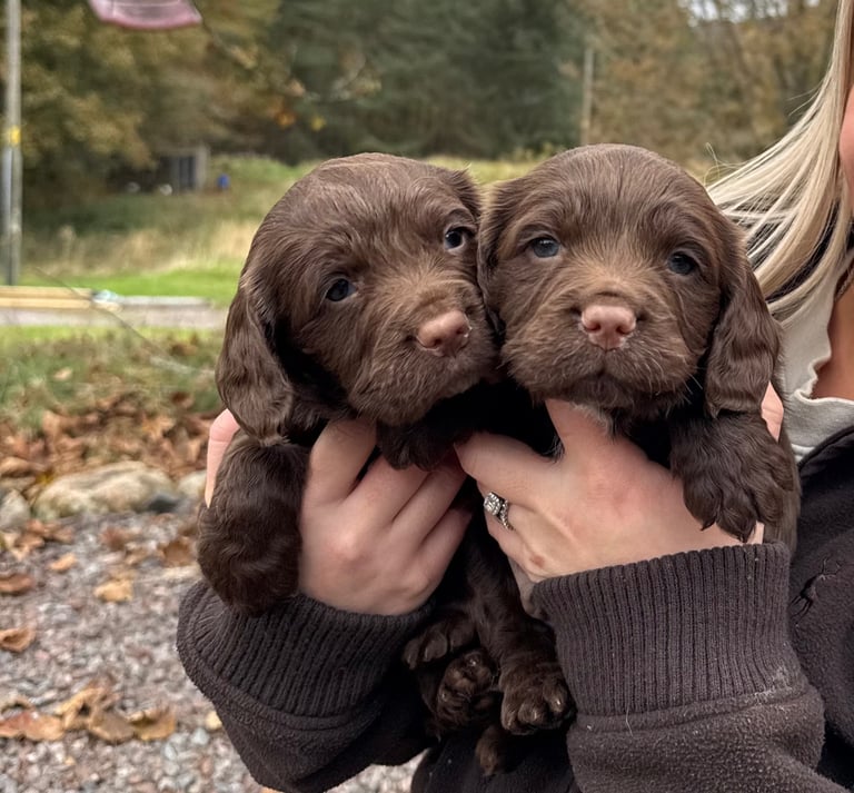 image for Sprocker pups
