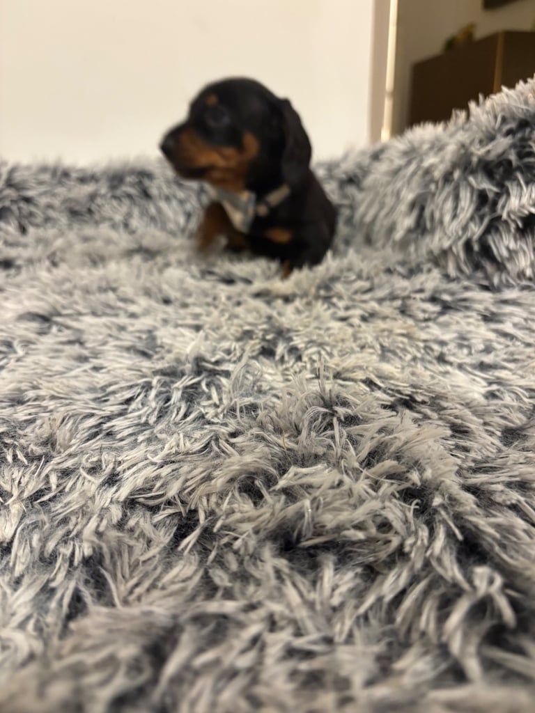 Male miniature dachshund 