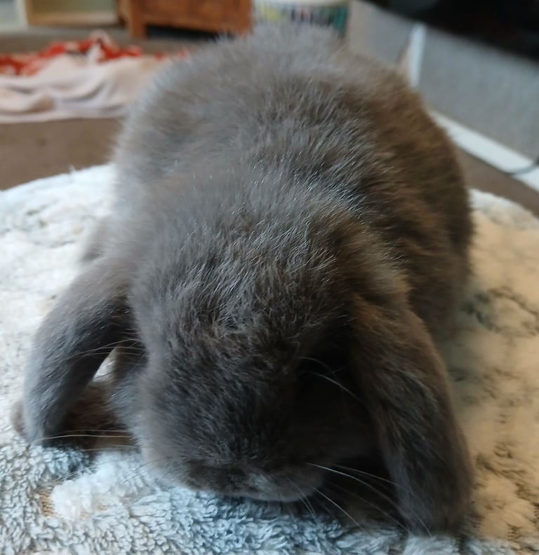 Stunning mini lop baby rabbits 