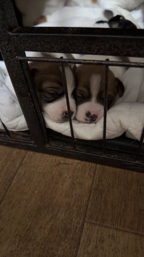 Stunning Jack Russell terriers 