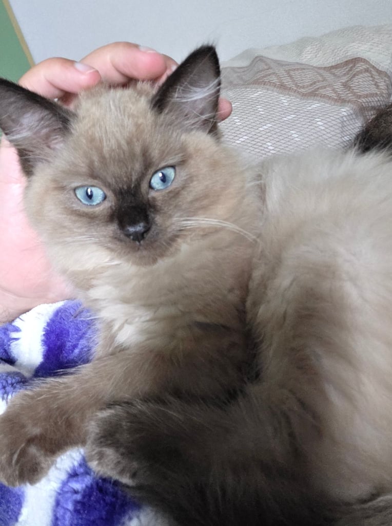 Beautiful Ragdoll kitten 13 weeks