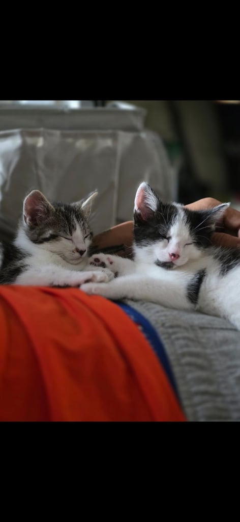 2 beautiful female kittens