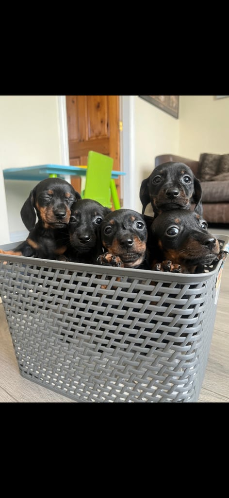 Miniature Short Haired Dachshund Puppies