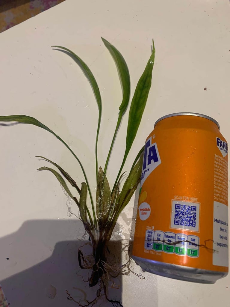 image for Amazon sword plant for sale 2£