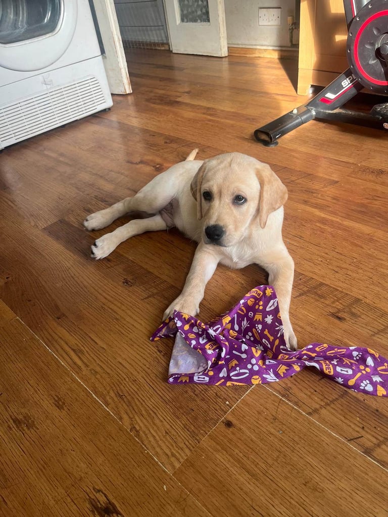 Puppy male ready for his new home