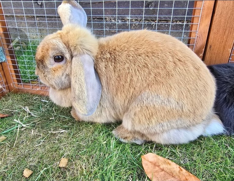 Beautiful pure bred mini lop doe