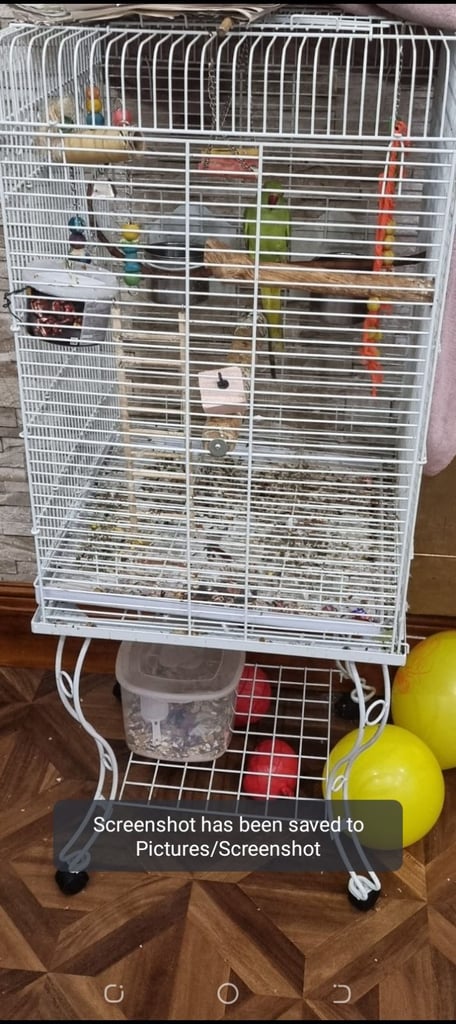 Green Ring Neck Parrot with cage