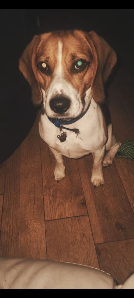 5 year old beagle