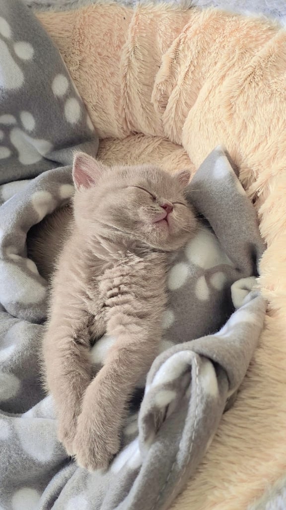British shorthair kittens 