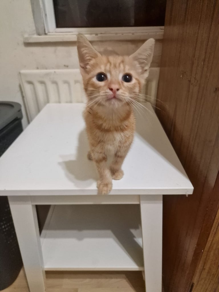 image for 2 Orange ( Ginger ) kittens, boys , and 5 black ( persian ) kittens for sale 3 boys and 2 girls