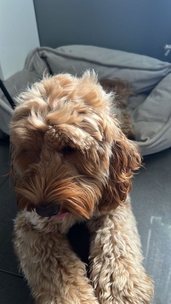 Cockapoo 18 months old 