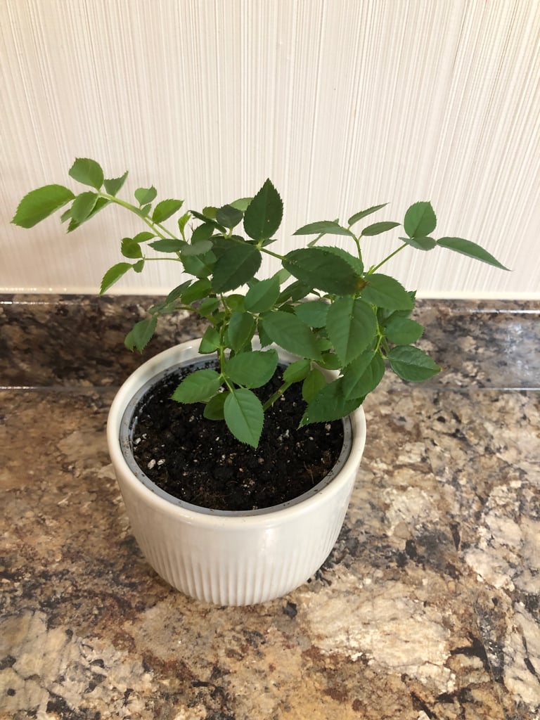 image for Free Pink Rose Plant