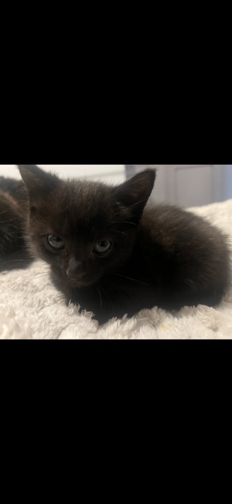 Beautiful kittens