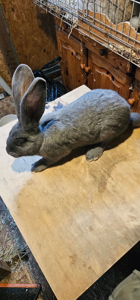 Continental Giant Merle Rabbits Rabbit
