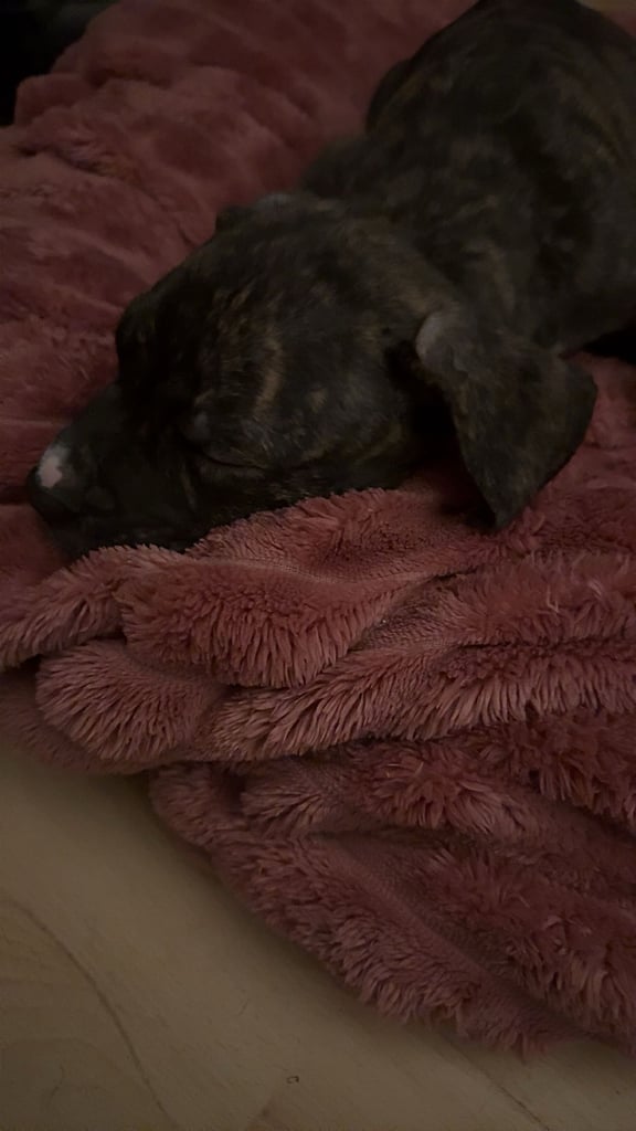 image for Presa canario 