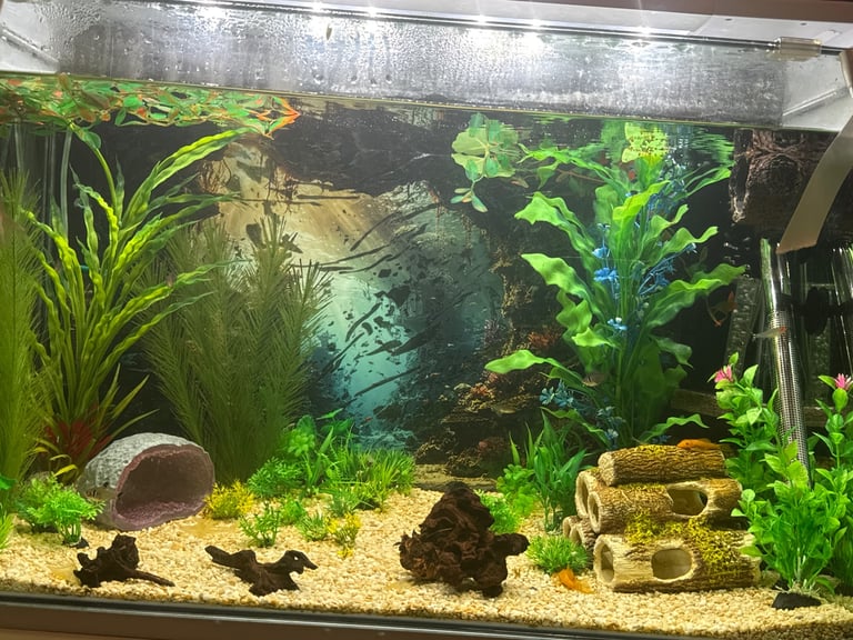 image for All plants are available for sale just message me which ones you want