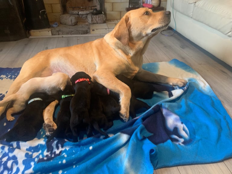 Labrador puppies 