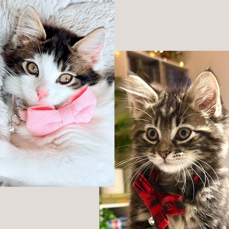 Stunning Ragamuffin X Main Coon Kittens