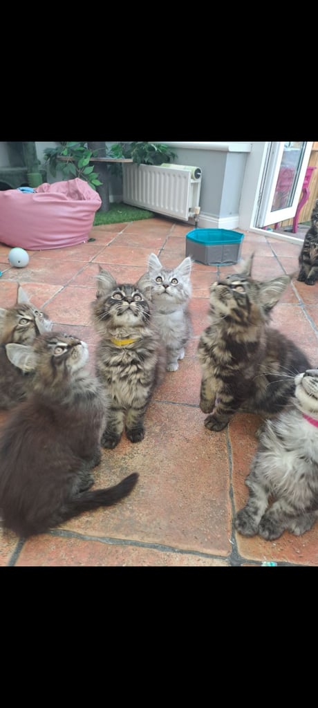 Maine coon  kittens 
