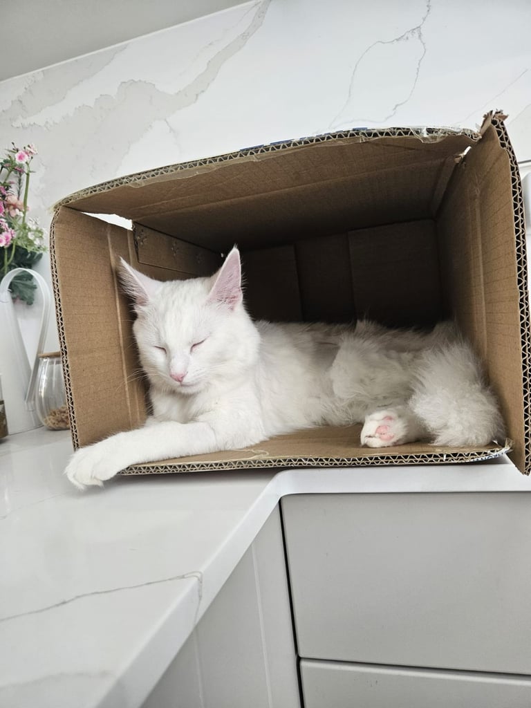 PURE WHITE FEMALE ✨️