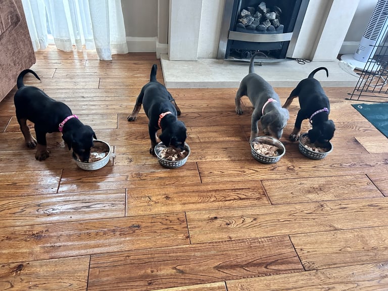 Dobermann Puppies For Sale!!