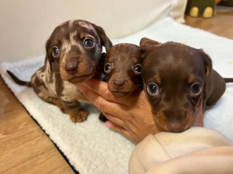 Miniature Dachshund Puppies 