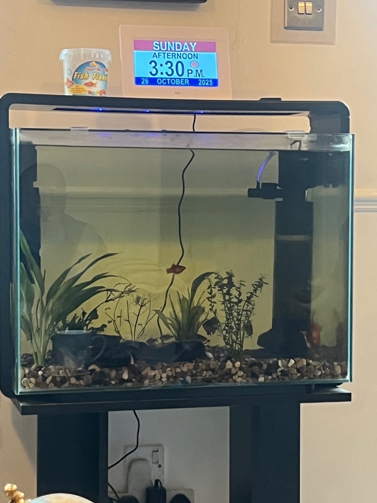 image for Fish tank