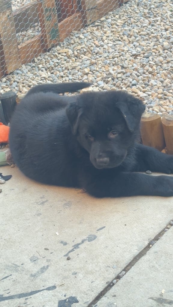 Shepweiller girl ready now!!