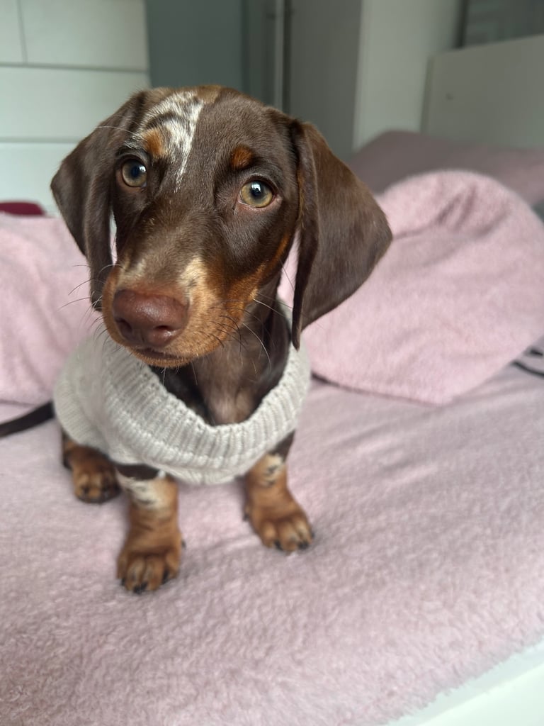 Boy miniature dachshund 
