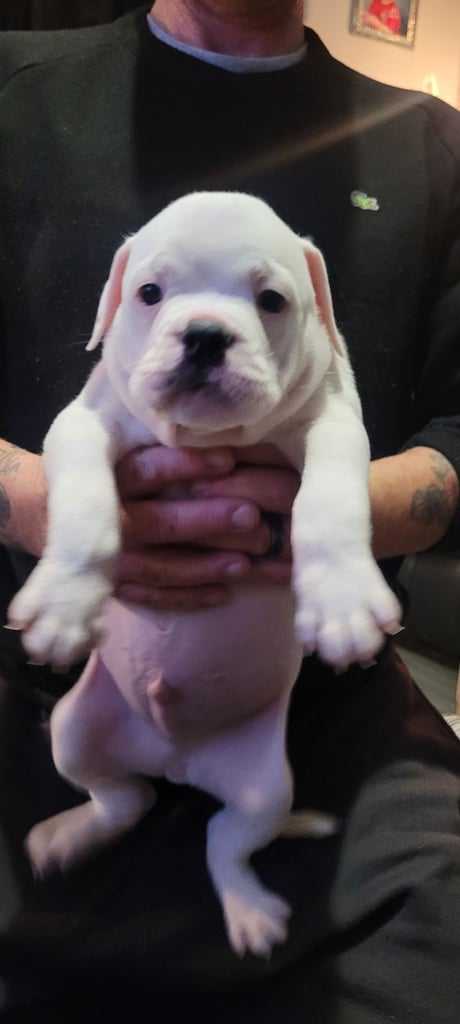Dorset old tyme bulldogs 