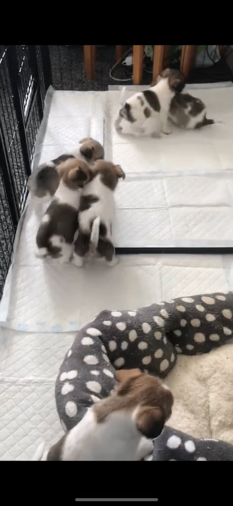 Shih tzu x chihuahua puppies 
