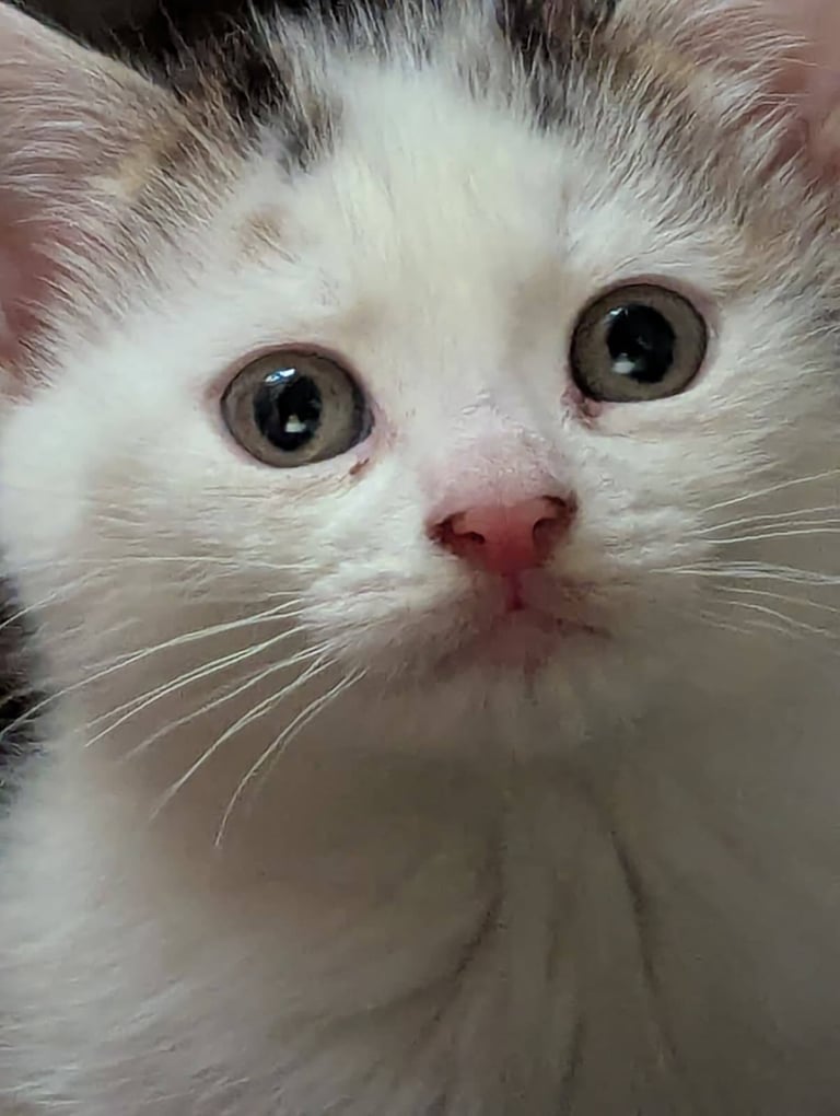 3 Kittens for sale £50 each