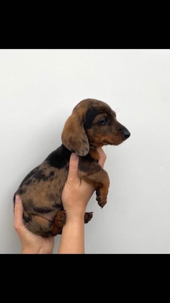 Miniature dachshund puppies for sale in Dogs Puppies for Sale