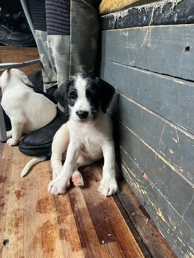 Old Tyme English Bulldog x Sproodle Puppy - Girl