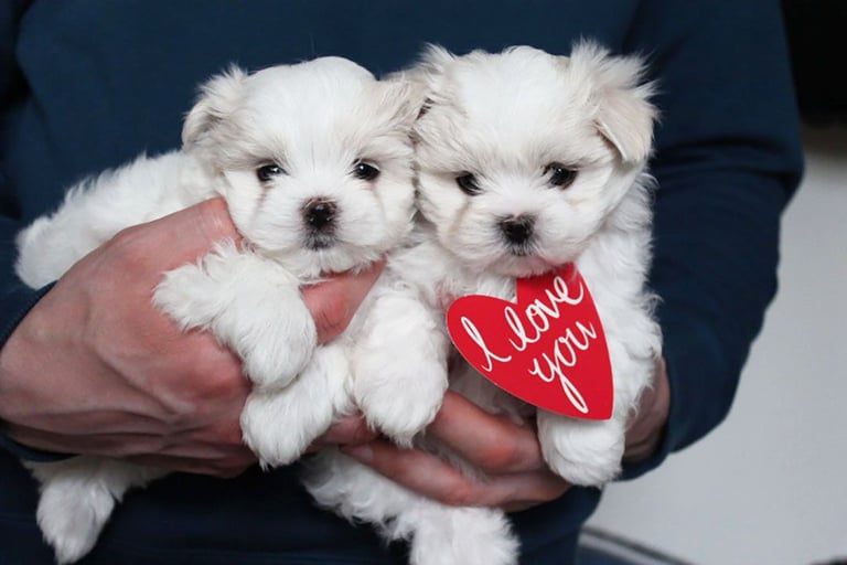 Gorgeous Tiny Maltese Puppies