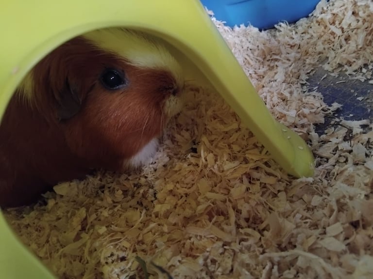 Male Guinea Pigs (Neutered) + Free Bag of Guinea Pig Bedding