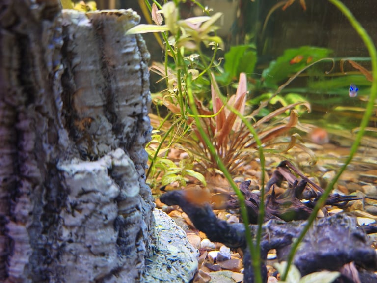 75 L aquarium with fish and accessories