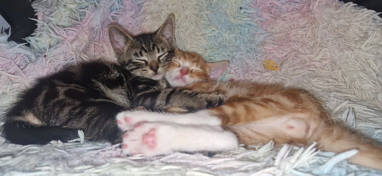 Half bengal boys. Ready to leave now.