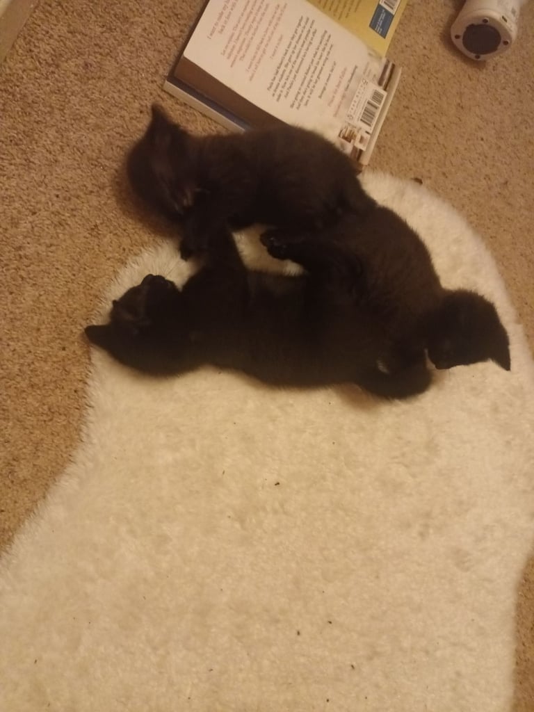 Kittens ready to rehome