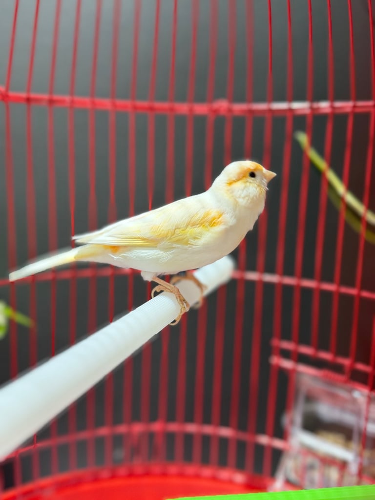 Male dimorphic canary with cage 